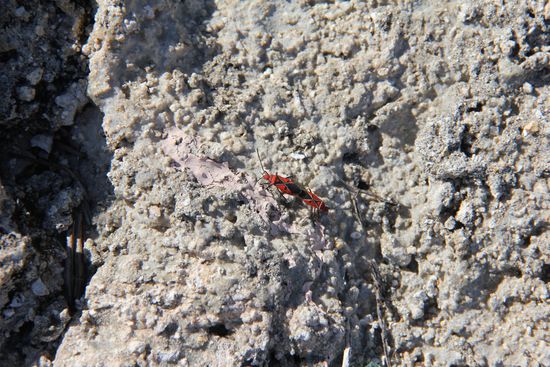 Feuerwanze oder cotton stainers - Baumwollschädling!? Keiner weiß es so genau, falls jemand ne Idee hat... Wir sind ganz Ohr 