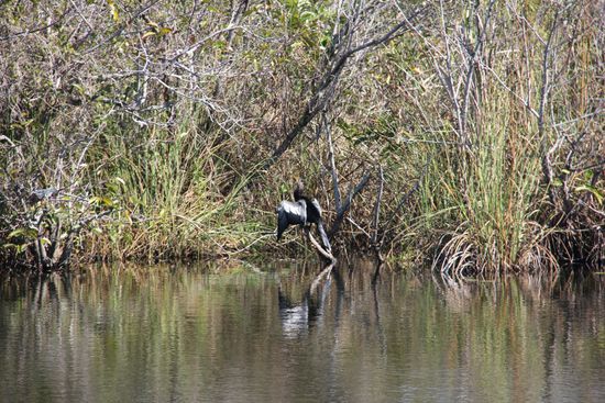 Ein Anhinga ( Schlangenhalsvogel )