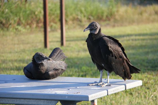 black vulture - schwarze Mönchsgeier