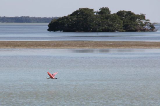 Ein "roseate spoonbills" ( rosenrote Löffelente )