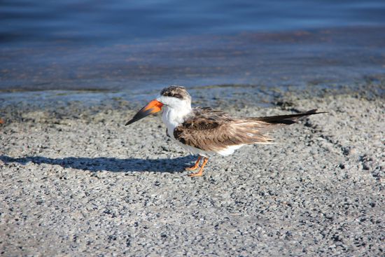 ist der nicht putzig?!