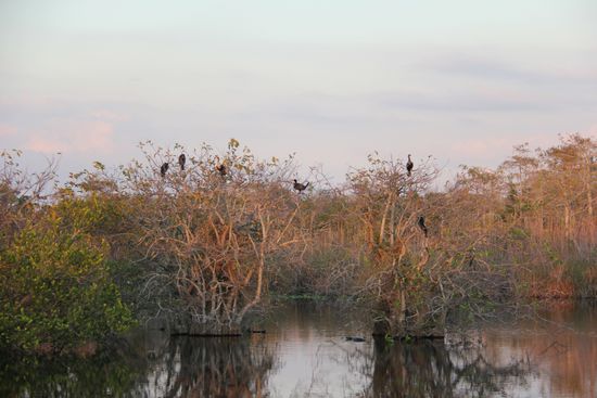 Die Vögel suchen ihr Nachtlager und unten schwimmt ein Krokodil und wartet auf sein Abendessen...