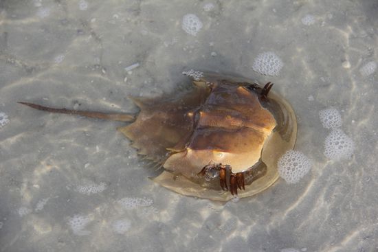 Pfeilschwanzkrebs oder Molukkenkrebs