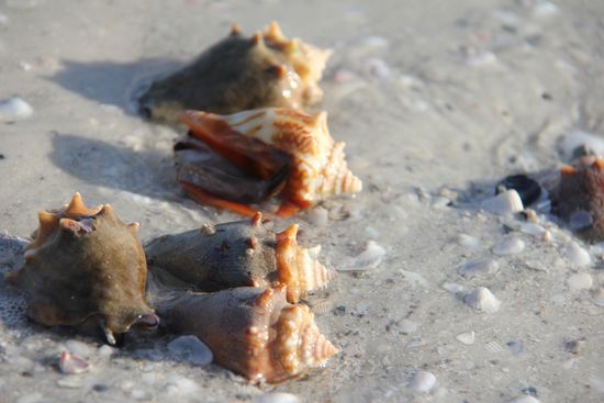 Meeresschnecken am Strand
