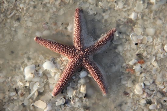 ein toter Seestern