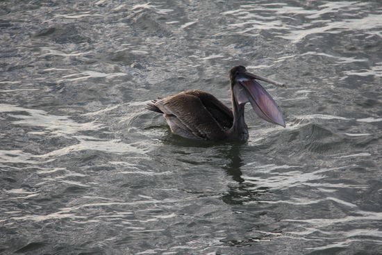 ein Pelikam beim futtern
