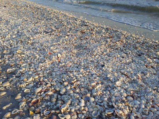 Muscheln wohin man sieht...