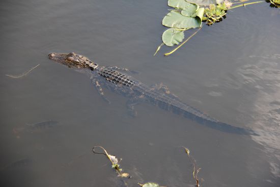 Der "kleine" Kerl in seiner ganzen Länge