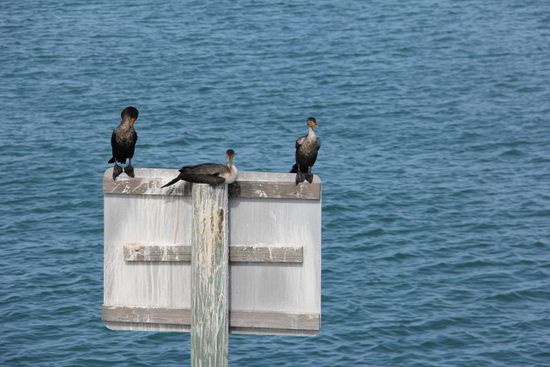 Die drei von der Tanke... 