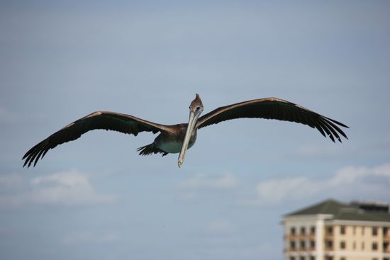 Pelikan beim fischen