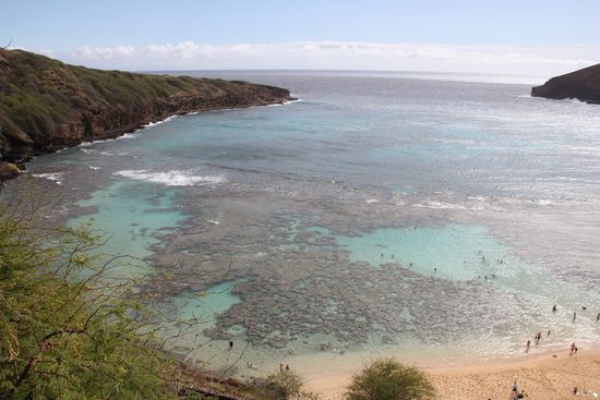 alles voller Korallen
