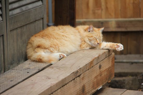 Die Hauskatze Nr.1, sehr gemütlich, eigentlich fast nur am schlafen! 