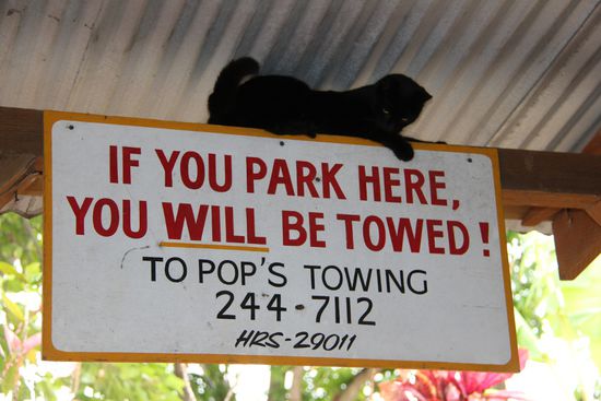 Die Hauskatze Nr.2, die durchgeknallte, klettert rauf wo immer es geht...