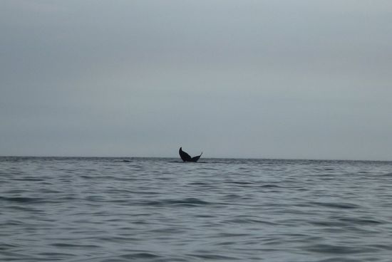 Eine Wal Schwanzflosse!!!!!