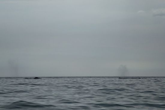 Wale, wenn man richtig schaut, kann man das Ausblasen vom Wasser sehen.