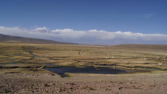 ...mit ein bisschen Nahrung fuer die Lamas