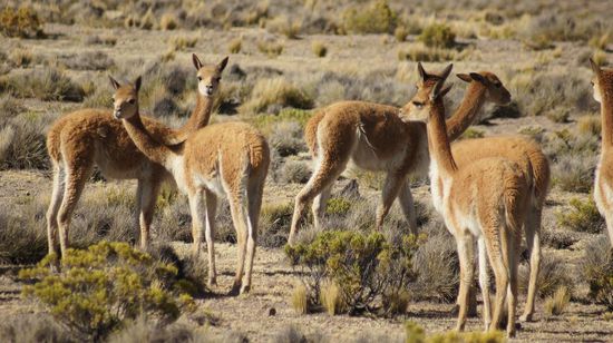 ....und Vicuñas, die wilden Vettern der Lamas