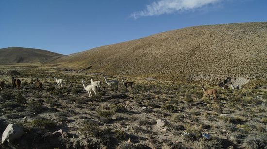Die naechste Lama-Herde