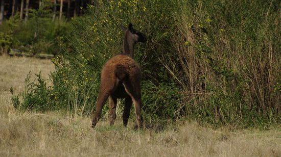 Auch ein Lama muss mal um die (H)ecke