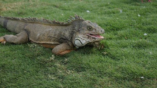 In dem kleinen Park leben einige zufriedene Leguane