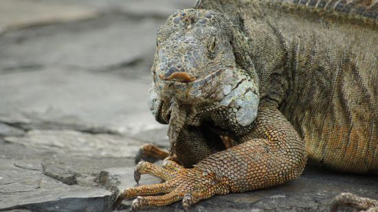 die von den Besuchern immer mit Leckereien versorgt werden