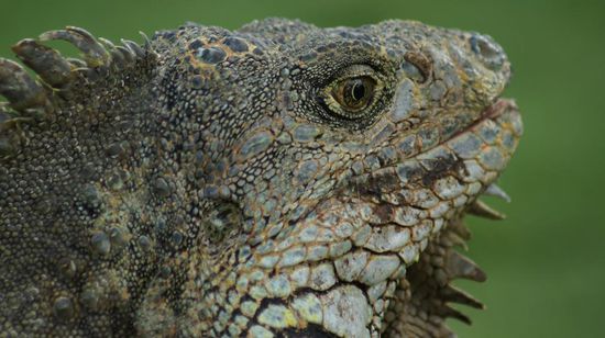 Die Leguane haben eigentlich nur ein Problem: