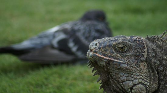 Die frechen Tauben, die ihnen manchmal zu nahe auf den Pelz ruecken