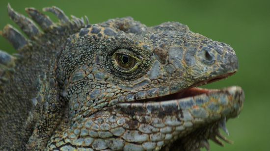 Manchmal schnappen die Leguane nach den Tauben