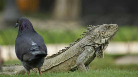 Beide sind auch Konkurrenten im Kampf um die Gunst der Parkbesucher