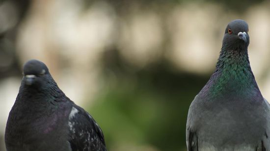 Meistens gewinnen die Tauben
