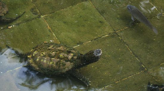 Schildkroeten und Fische fristen in dem Pak eher ein Schattendasein