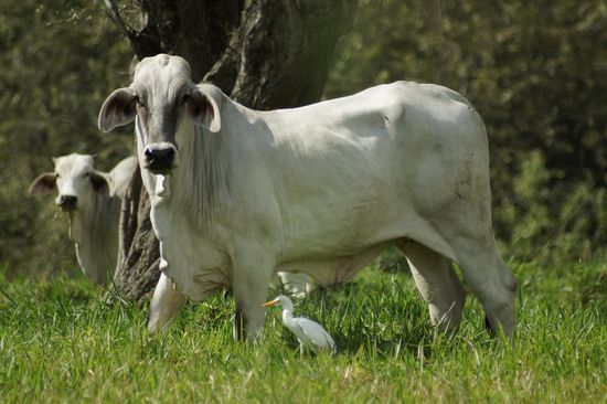 Die Kuehe in der Gegend von Cali erinnern mich an Afrika
