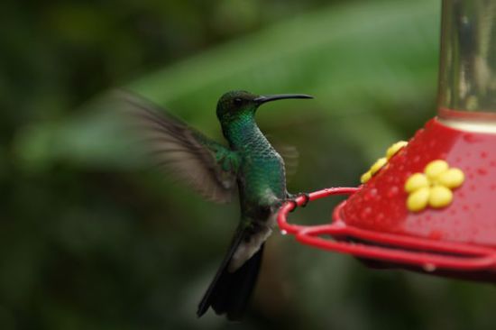 Kolibri im Anflug