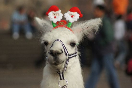 Lama mit Weihnachtsschmuck