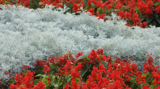 Blumenteppich der Plaza