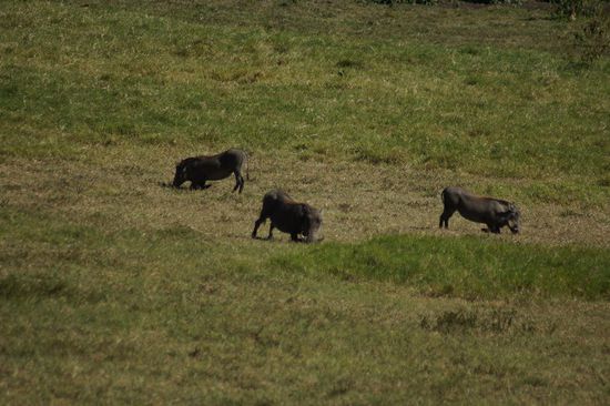 Erste Begegnung mit der Tierwelt: Warzenschweine