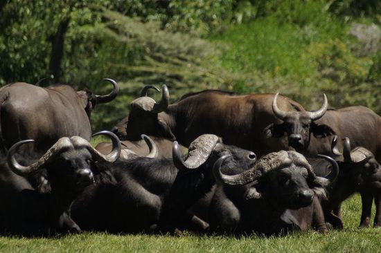 Den Kaffernbueffeln kann man sich auf der Walking Safrai bis auf 100 Meter naehern
