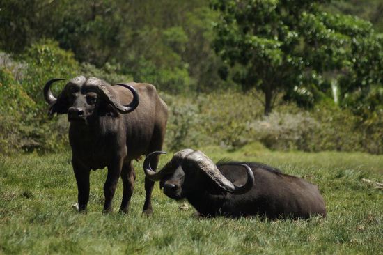 Unsere Fuehrerin war sicher, dass die Bueffel gerade in friedlicher Stimmung sind. Ansonsten gilt: nicht weglaufen, sondern flach auf den Boden legen