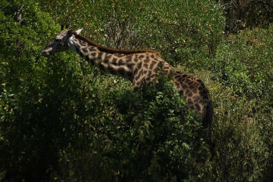 Giraffen sind da ungefaehrlicher