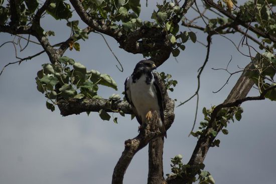 Und morgen lesen Sie: Aufstieg zum Dach Afrikas