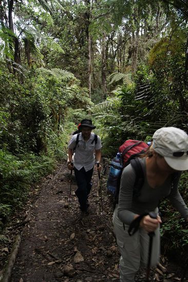 Zunaechst geht es durch wunderschoenen Urwald