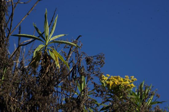 Die Vergetation wechselt und zeigt immer wieder neue Farben