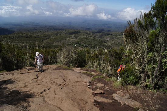 Wir verlassen die Urwaldzone und kommen in die Heidezone. Aber ganz langsam! Dominik (links) kann kaum noch gehen. Bewundernswert, dass er es trotzdem versucht.
