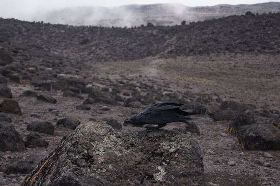 Eine Krähe und viele trübe Gedanken