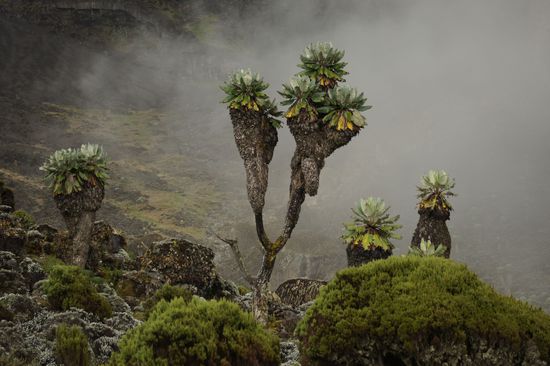 Bizarre Pflanzenwelt in Barranco - morgen gehts weiter