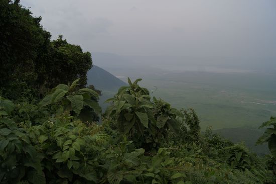 Erster Blick runter in den Ngorongoro-Krater. Professor Grzimek (der hier begraben ist), soll gesagt haben: "Das ist das achte Weltwunder."