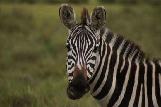 Zebras und die Rinder der Massai grasen in der Gegend friedlich zusammen
