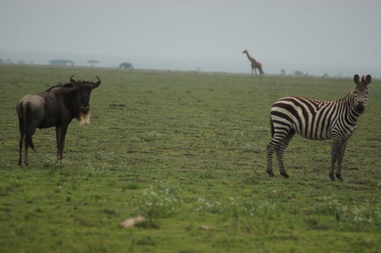 Endlos weite Ebene - die Serengeti