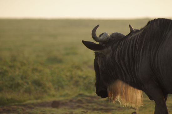 Gnu