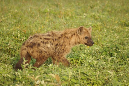 Hyäne